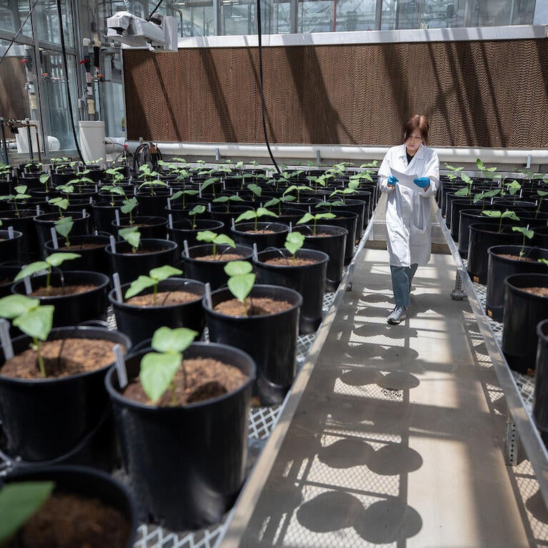 Plant Research 1 lab